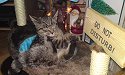 gizmo