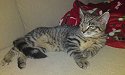gizmo