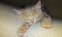 Pusur