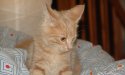 Pusur