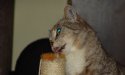 Tigergutt