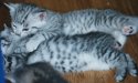 Tigergutt