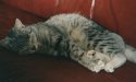 Tigergutt