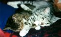 Tigergutt